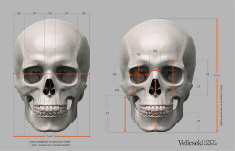 THE SKULL .